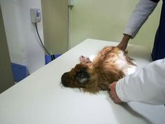 -瑞派福兴宠物医院犬猫全科·骨科·中西医结合(河东店)