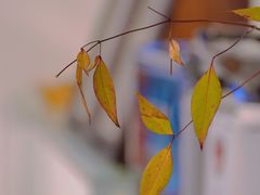 -Ten Olives甜点