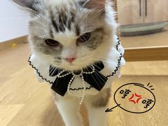 -momokira米努特·德文卷毛猫·棉花面纱犬