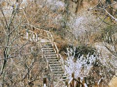 -大岭沟猕猴桃谷风景区