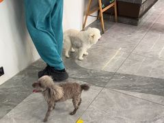 -pd派德宠物中心医院24H急重症·眼科中心·血液透析中心(嵩山北路店)