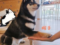 -南京Hallo宠物乐园·哈罗犬舍·柴犬繁育基地