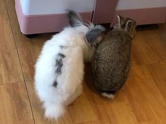-猫猫幼稚园·撸猫·桌游·电玩