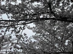 -高东镇樱花园