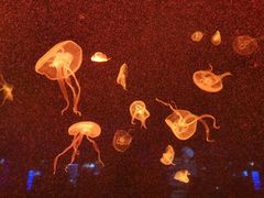 -上海海洋水族馆