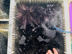 -霞涌市场海鲜摆卖区