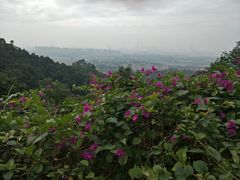 -火炉山森林公园