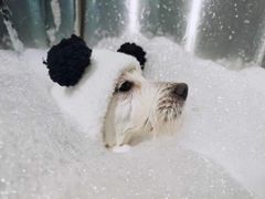 -PETKIT小佩宠物(古北店)