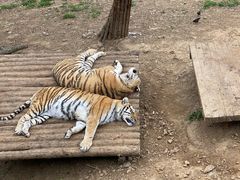 -大连森林动物园