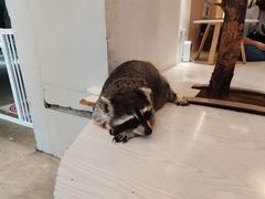 -浣熊柯尔鸭土拨鼠·电玩咖