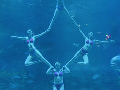 -烟台海昌鲸鲨海洋公园