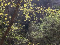 景点-南石洋大峡谷