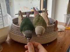 -吉丁鸟咖·异宠·寄养