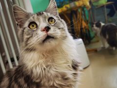 -猫在这儿猫咪咖啡馆·撸猫馆