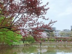 -嘉定紫藤园