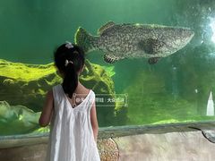 -广东惠东海龟国家级自然保护区
