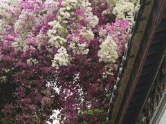 -深圳国际园林花卉博览园