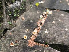 -火炉山森林公园