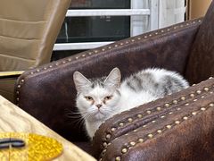 -猫咪咖啡店(新城大街店)