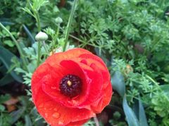 iphone_upload_pic-上海鲜花港