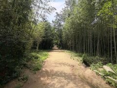 -日照海滨国家森林公园