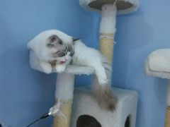 -喵的天空名猫咖啡馆·撸猫·猫舍·用品