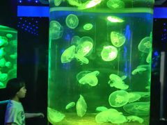 -萌宠奇缘(荣鼎店)