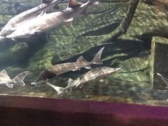 -梦幻海洋王国(吾悦广场张家港店)
