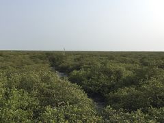 -北海金海湾红树林生态旅游区