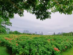 -深圳湾公园(南山区)