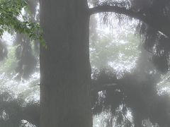 -天目山大树王景区