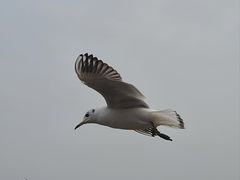 -深圳湾公园(南山区)