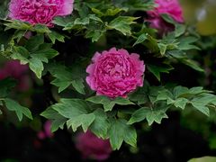 -国家植物园南园