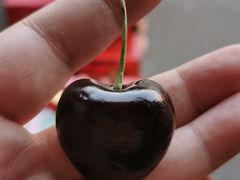 -堤口果品批发市场