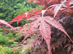 -桃花岭景区
