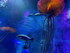 -沈阳海洋探索中心