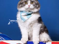 -超宠爱宠物摄影-Super pet