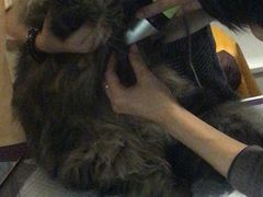 -十年猫舍·猫咪专门店(普陀店)