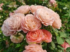 -人民公园(罗湖区)