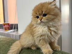 -欣宠猫屋·矮脚拿破仑·蓝金金渐层