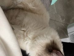 -贝来恩24H动物医院·转诊中心(稻香路店)