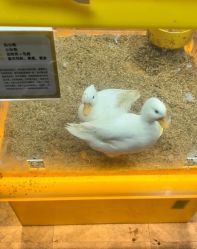 -神奇动物撸宠馆·羊驼·小浣熊·异宠(豫园店)