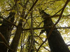 -南雄冯屋银杏山庄