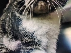 -爱诺耐芙动物医院(万博店)