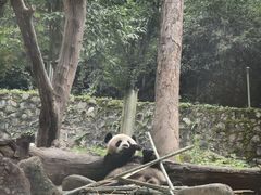 -都江堰中华大熊猫苑