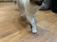 -猫色咖啡·猫咖