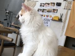 -平行世界·猫咖(首经贸店)