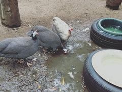 -费瑟代尔野生动物园