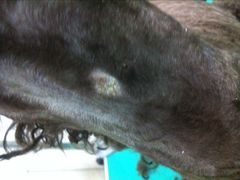 2-中农大我爱我爱24h动物医院·中医针灸·猫专科·骨科医疗中心(双井店)