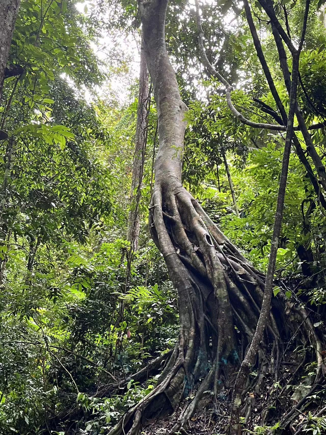 云南西双版纳原始森林